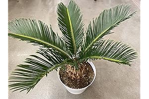 King Sago Palm Tree, 6" Live Indoor Plant