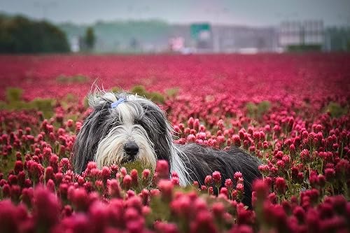 Miniatura 4 de Semillas de trébol carmesí  10000 pies cuadrados  Bolsa de semillas  Transforma tu césped en un impresionante oasis carmesí con nuestro trébol