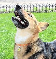 Vista 4 de Thin Mountain Rope Dog ID Collar - Black -Medium Size - The Original Snickers Collar