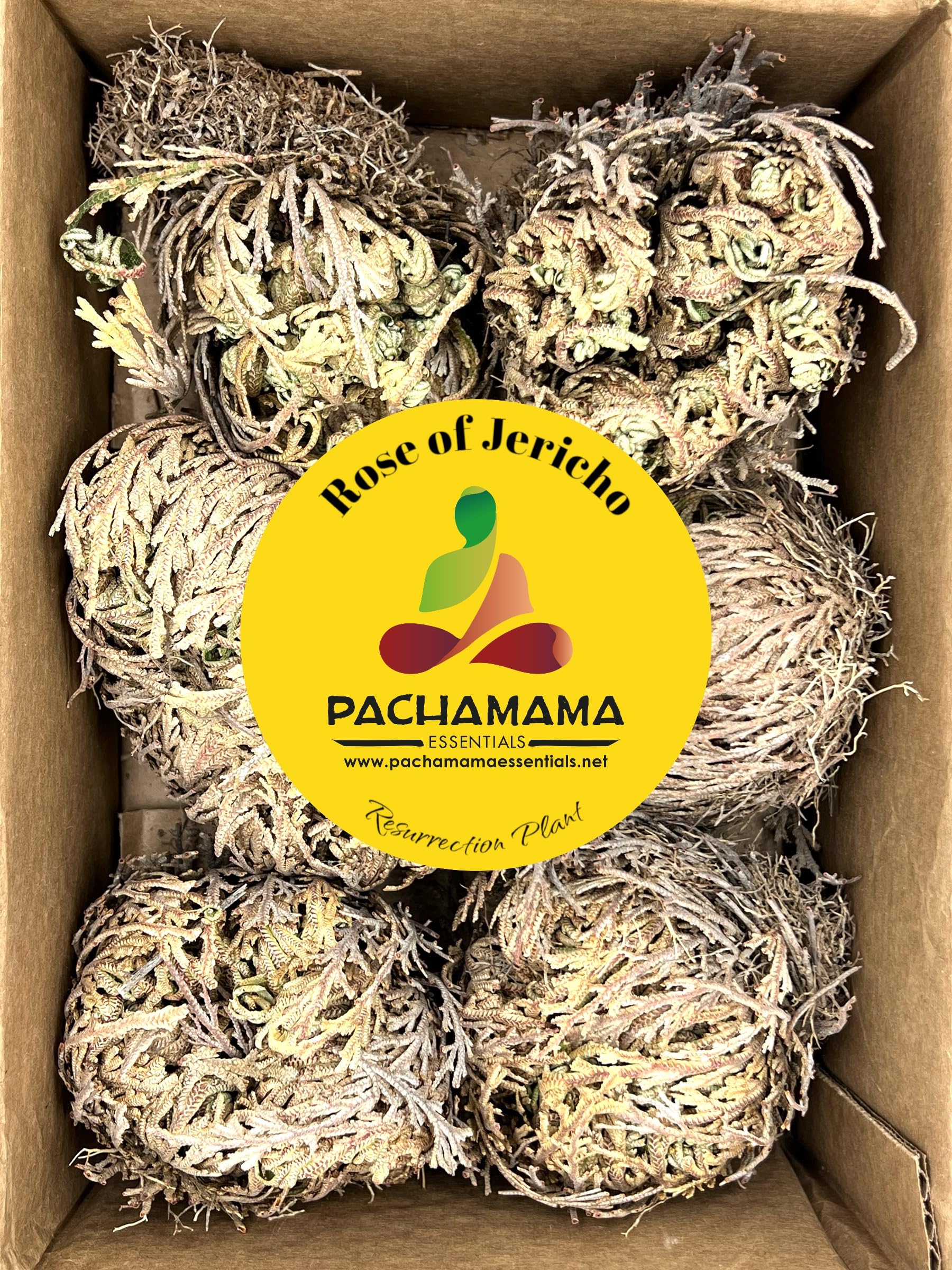 Rose of Jericho - Resurrection Plant/Flower - Selaginella Lepidophylla (6)