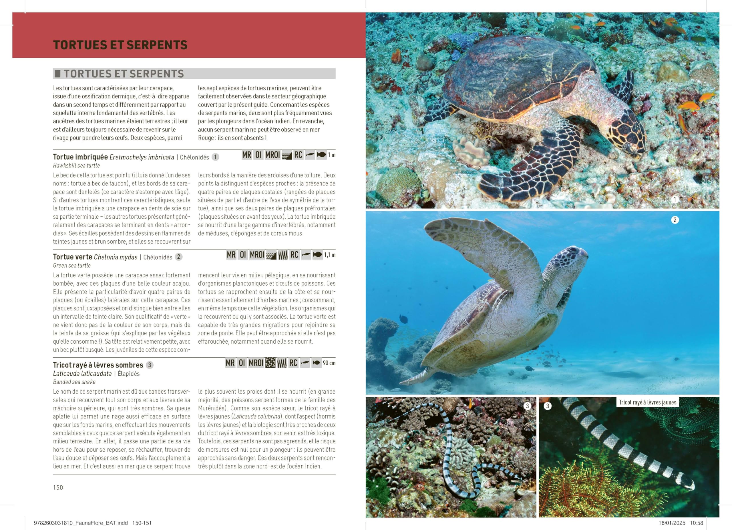 Faune et flore de la mer Rouge: et de l'océan Indien
