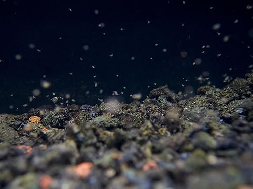 Miniatura 4 de Aquatic Arts Live Daphnia Magna 200PK, Daphnia Fish Food, Daphnia Live Freshwater Crustaceans Plancton para acuario de agua dulce, Daphnia para