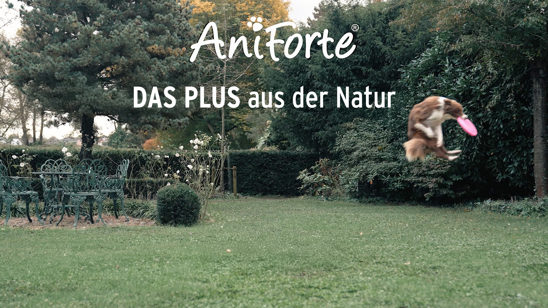 Maag & Darm Supplement voor Honden 60 Stuks | Probiotica & Prebiotica – K9 Laboratories