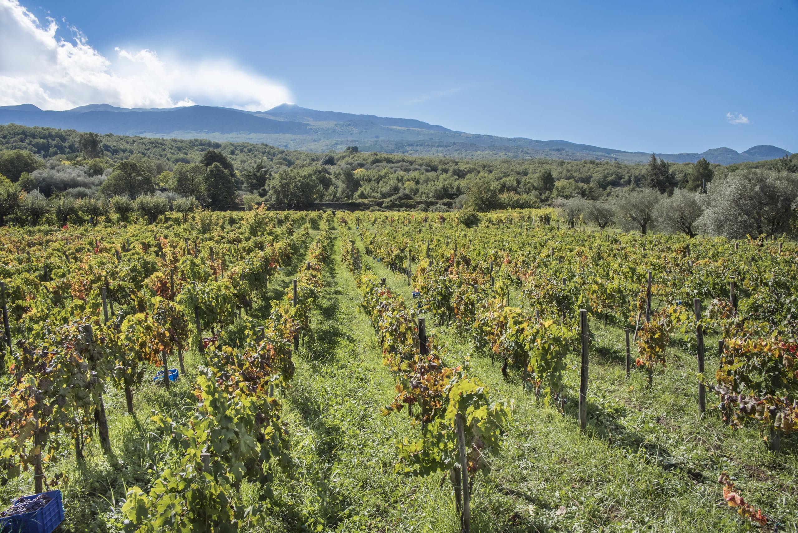 Donnafugata Sul Vulcano Rosato 2025, Etna Doc - 750 ml