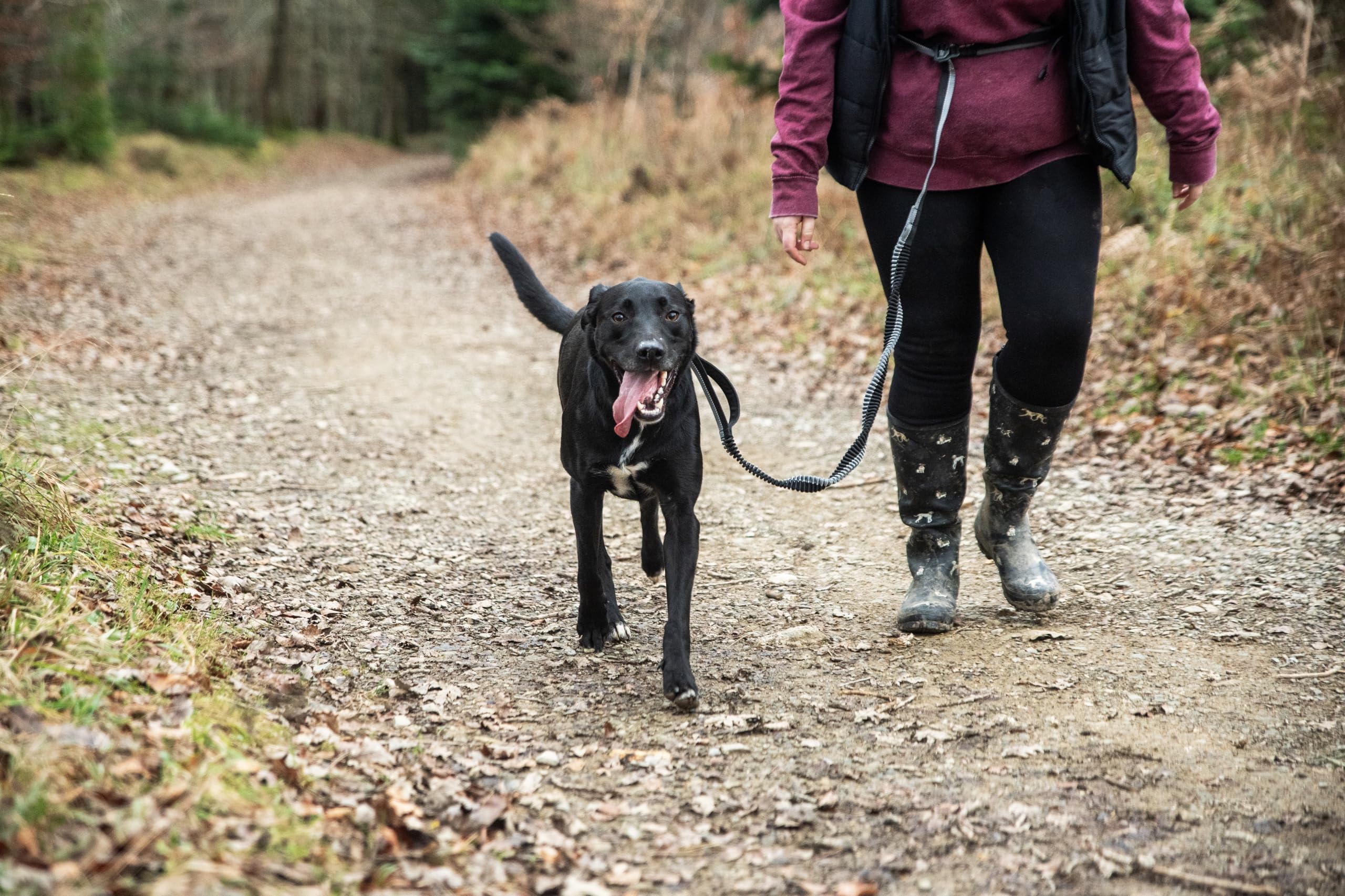 Mountain Paws Laisse de Course pour Chien | À Main ou à la Taille avec poignée en néoprène Doux 1,4 m