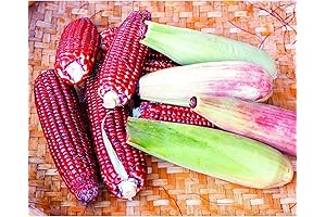Jimmy Red Corn Seeds: Cultivating Culinary Delights with a Vibrant Hue