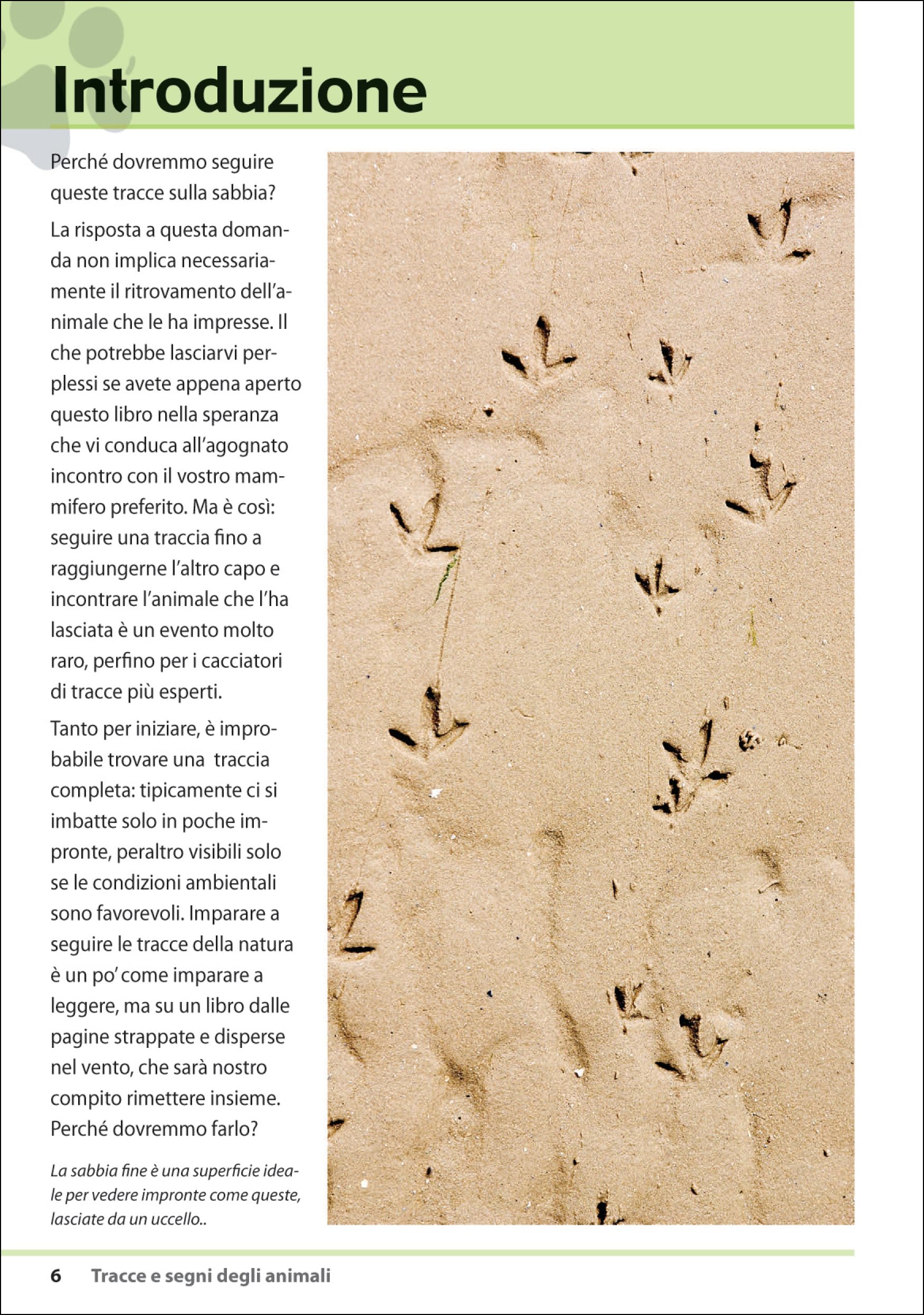 Tracce e segni degli animali. Ediz. illustrata