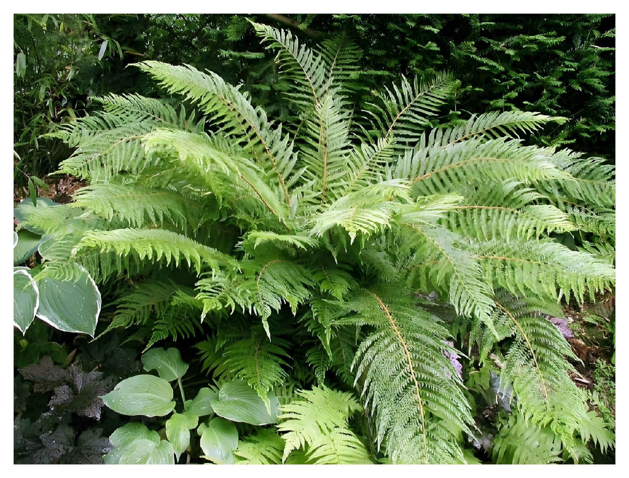 Stauden Gänge 1 x Polystichum setiferum 'Herrenhausen' im 1 Liter Topf (Farn/Winterhart/Wintergrün/Mehrjährig/Staude/Immergrün) Filigranfarn - Eleganz und Struktur für schattige Gärten