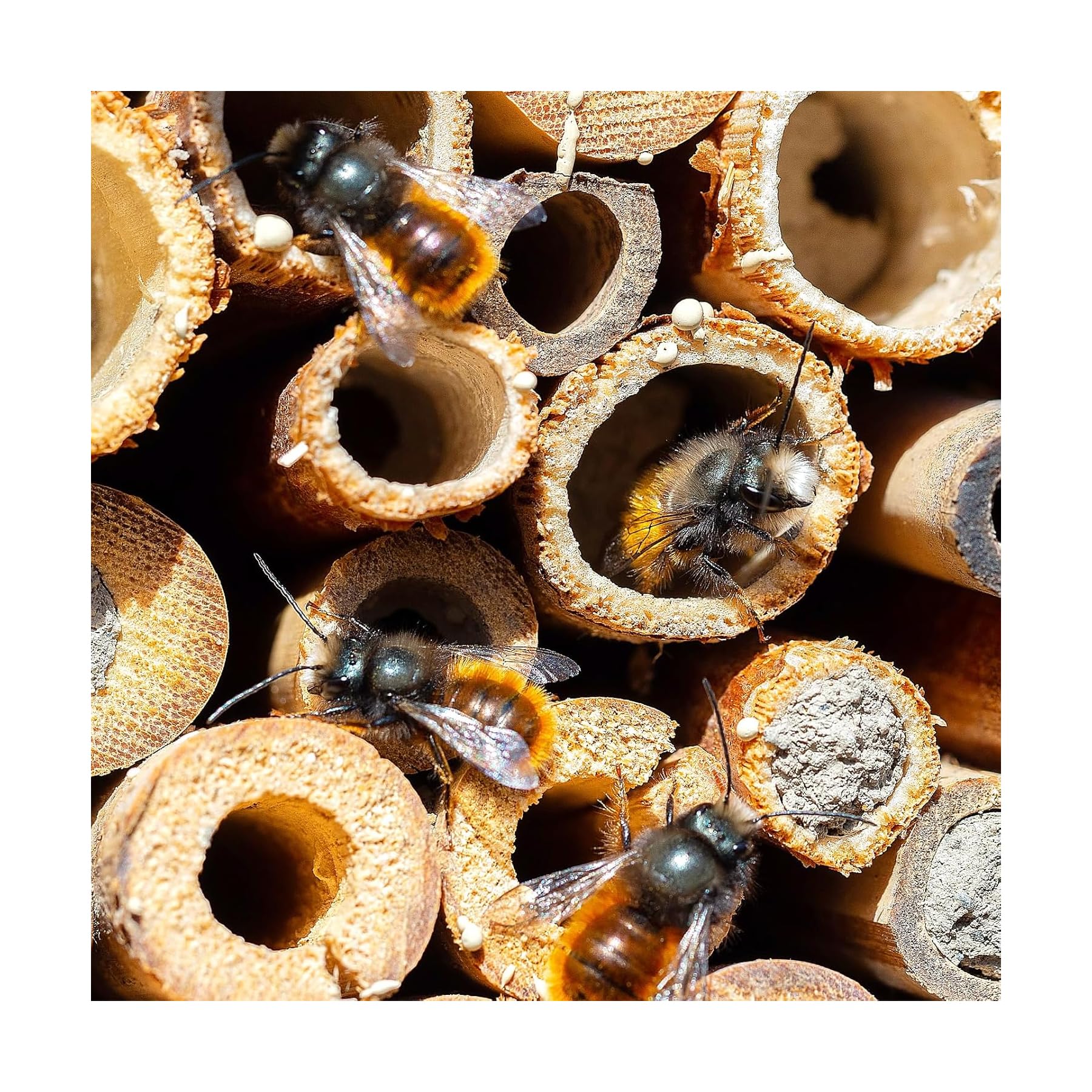 500 Piezas Tubos Nidos para Hotel de Insectos, Hotel de Insectos,14,5cm Pajitas de Trigo, Diámetro 2,5-5 mm, para Material de Relleno para Abejas Silvestres, Casa para Abejas