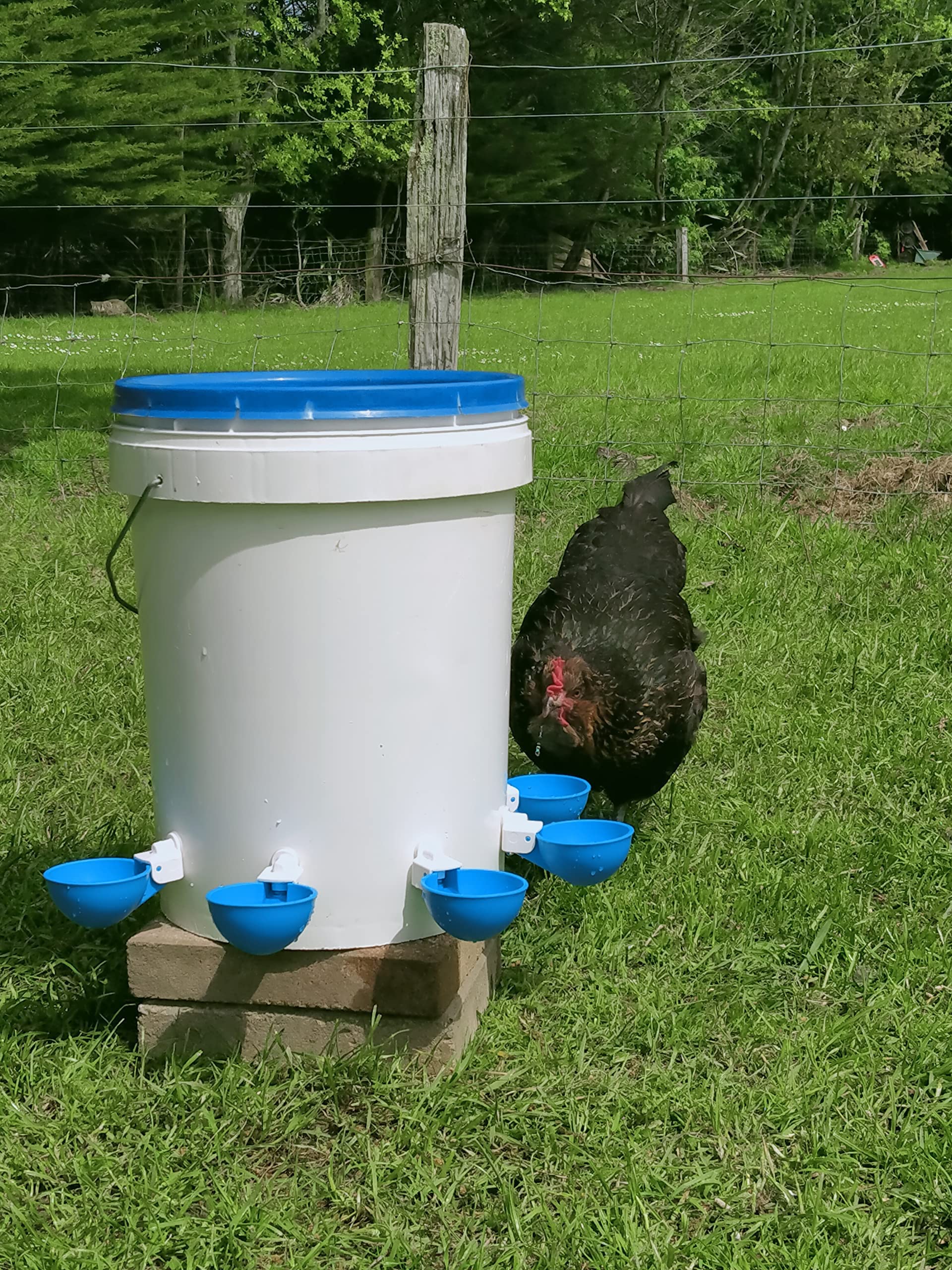 Large Automatic Chicken Water Cups Chicken Waterer Suitable for Ducks