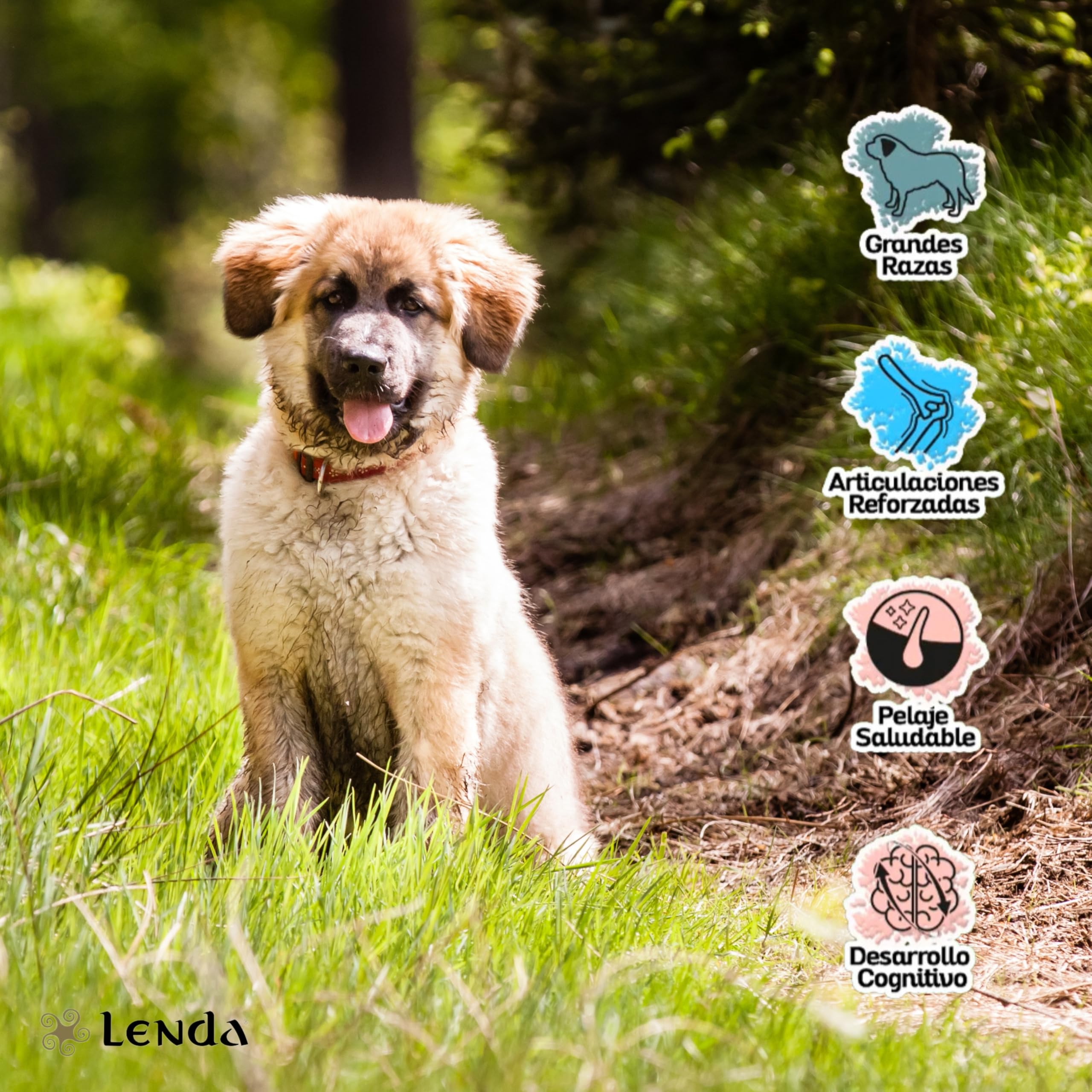 Lenda Puppy Maxi 12KG - Pienso para Perros Cachorros de Razas Grandes y Gigantes | Comida para Perros Rica en Pollo |Pienso Hipoalergénico | Natural