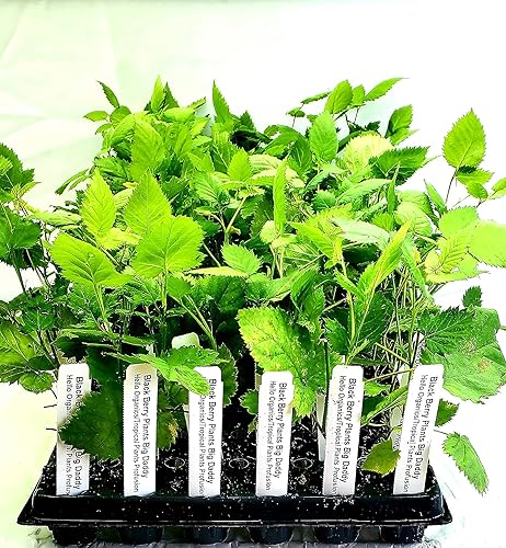 Miniatura 2 de BlackBerry Plants Big Daddy Price incluye cuatro (4) plantas