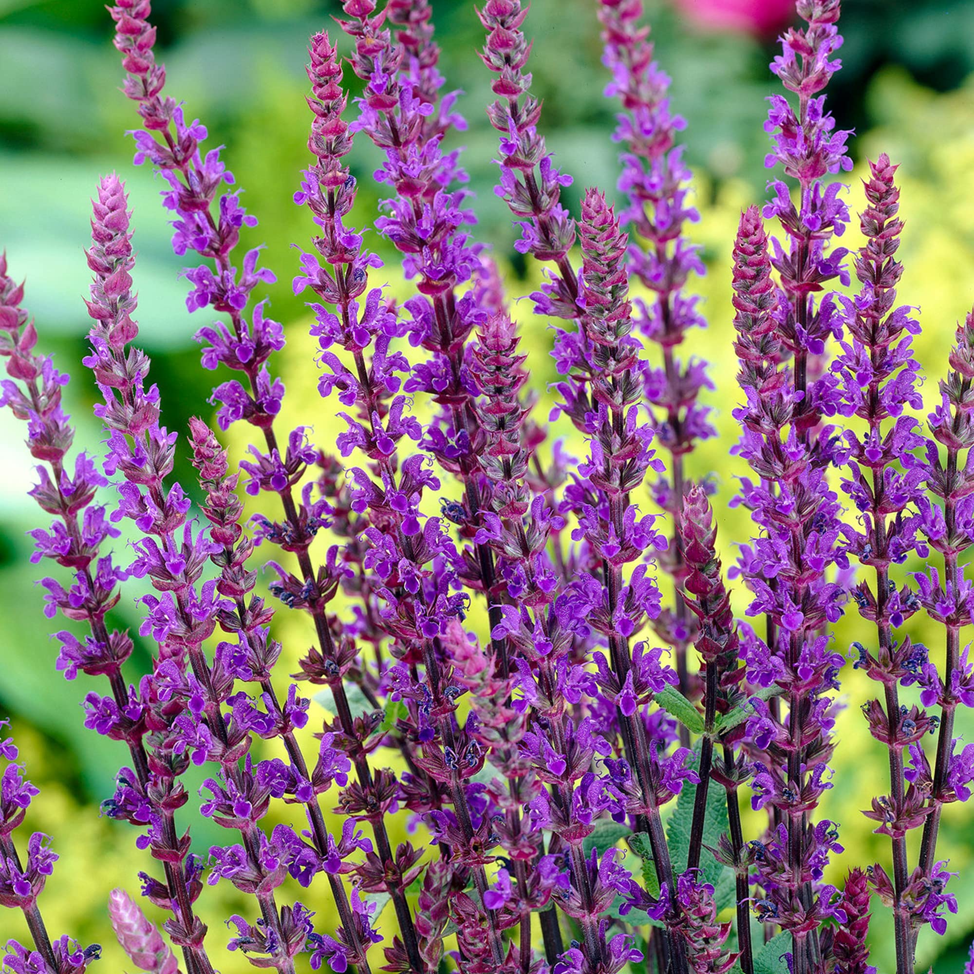 Salvia Caradonna | Deciduous Perennial | Outdoor Potted Plant | Flowering Plant (10-20cm Incl. Pot)