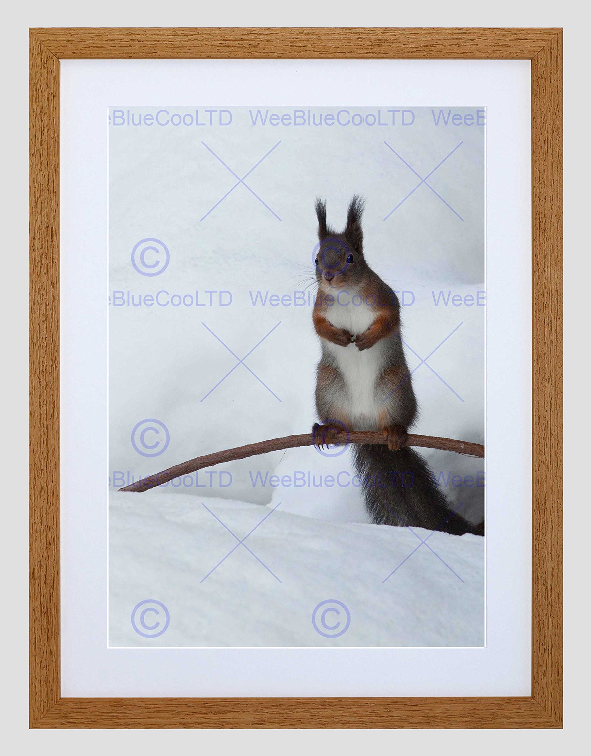 Wee Blue Coo Photo Animal Nature Squirrel Winter Snow Furry Cool Cute Framed Wall Art Print