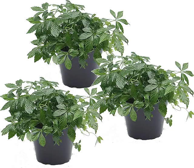 Kraut der Unsterblichkeit (Jiaogulan) - Weihrauch Pflanze Hängend im 12cm Topf