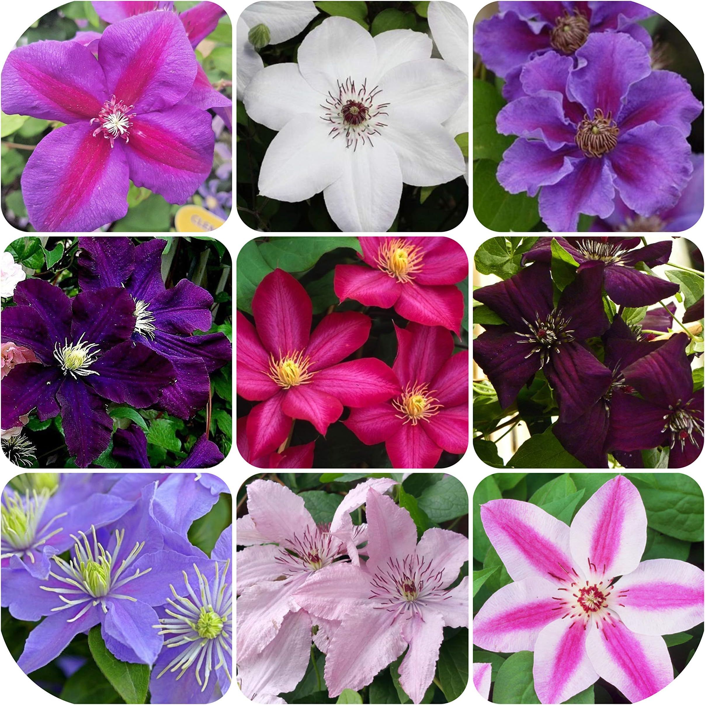 Clematis Bare Root Mixed Plants x 5 Large Flowering Climbing Shrub by Plug Plants Express Limited