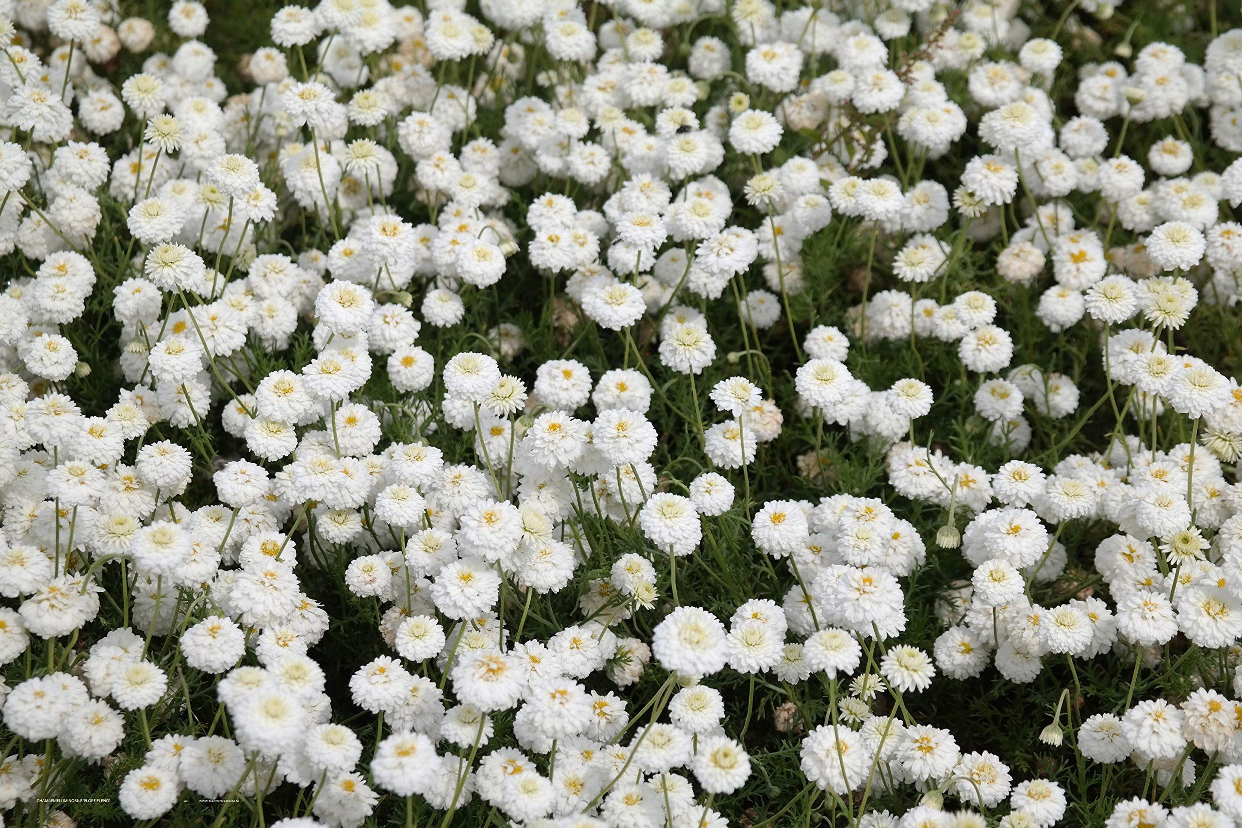 Amazon.co.jp: ITANSE ローマンカモミールダブルフラワー