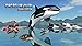 Orca Survival Simulator
