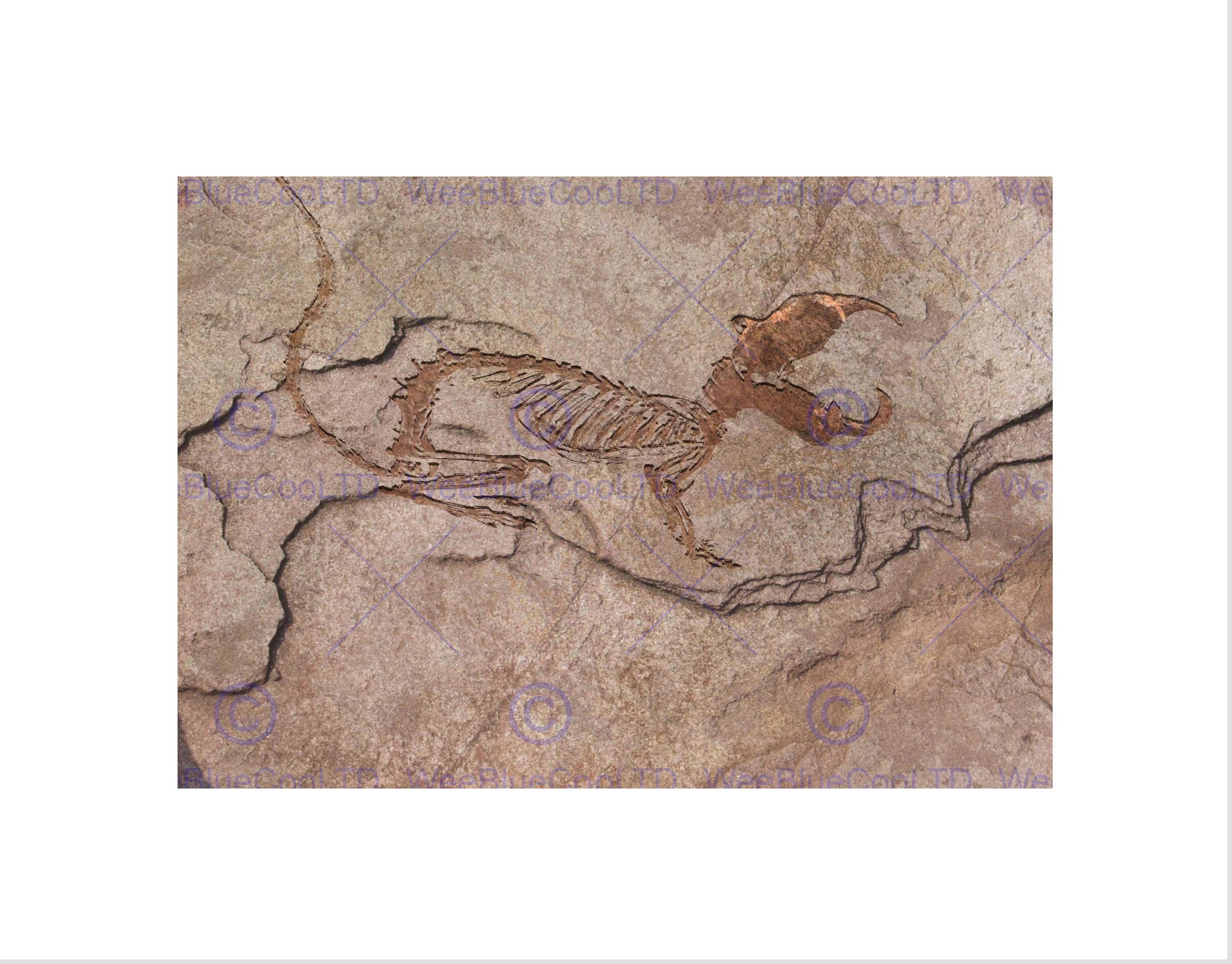 Wee Blue Coo PHOTO ARCHAEOLOGY FOSSIL DINOSAUR REMAINS ROCK NEW FRAMED ART PRINT B12X11014