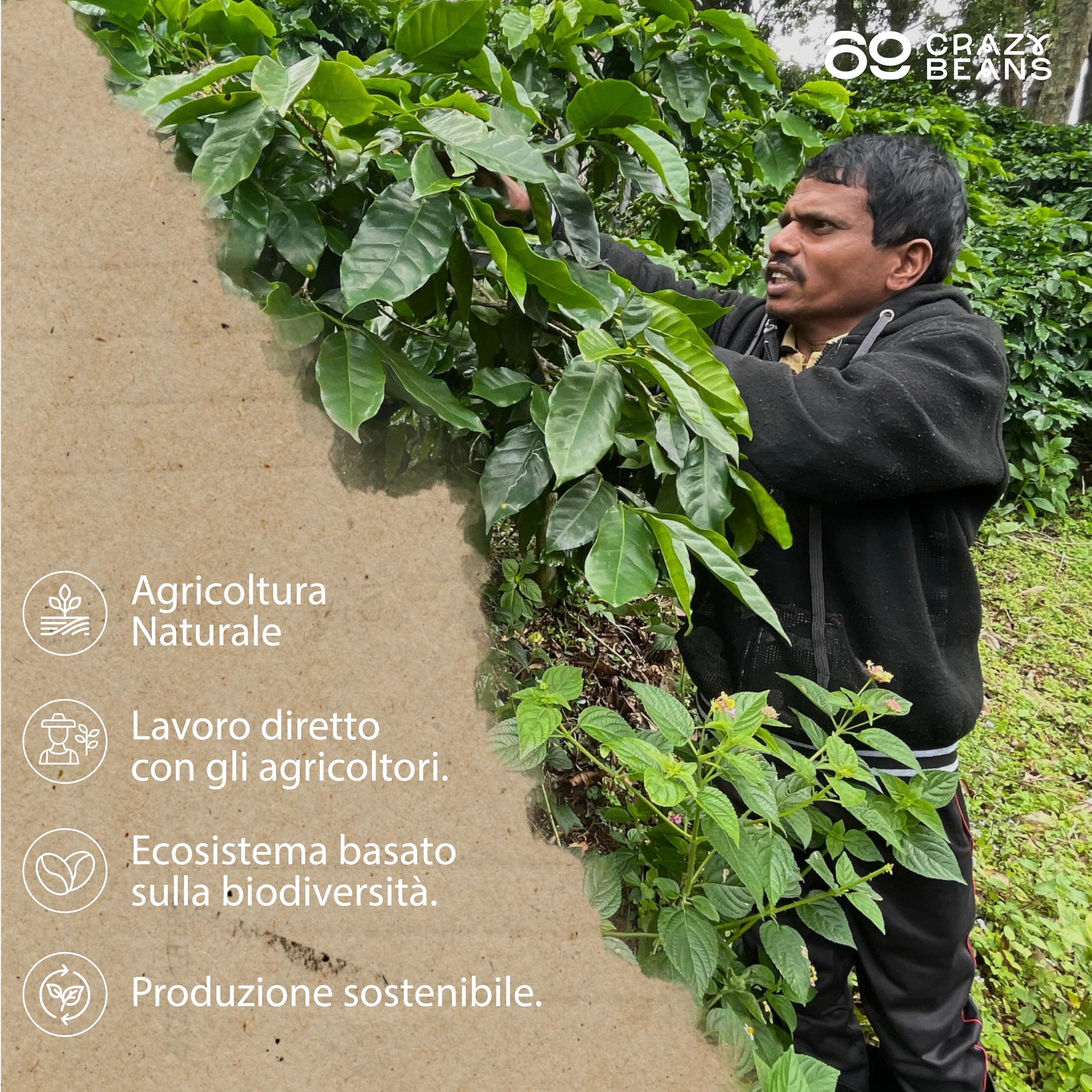 Chicchi di caffè speciali | Indian Sarchimor | 100% Arábica | Natural | 84 puntos SCA | Chikmagalur,Karnataka | 500g | 69 CrazyBeans Specialty Coffee | Chicchi di caffè Arabica naturale