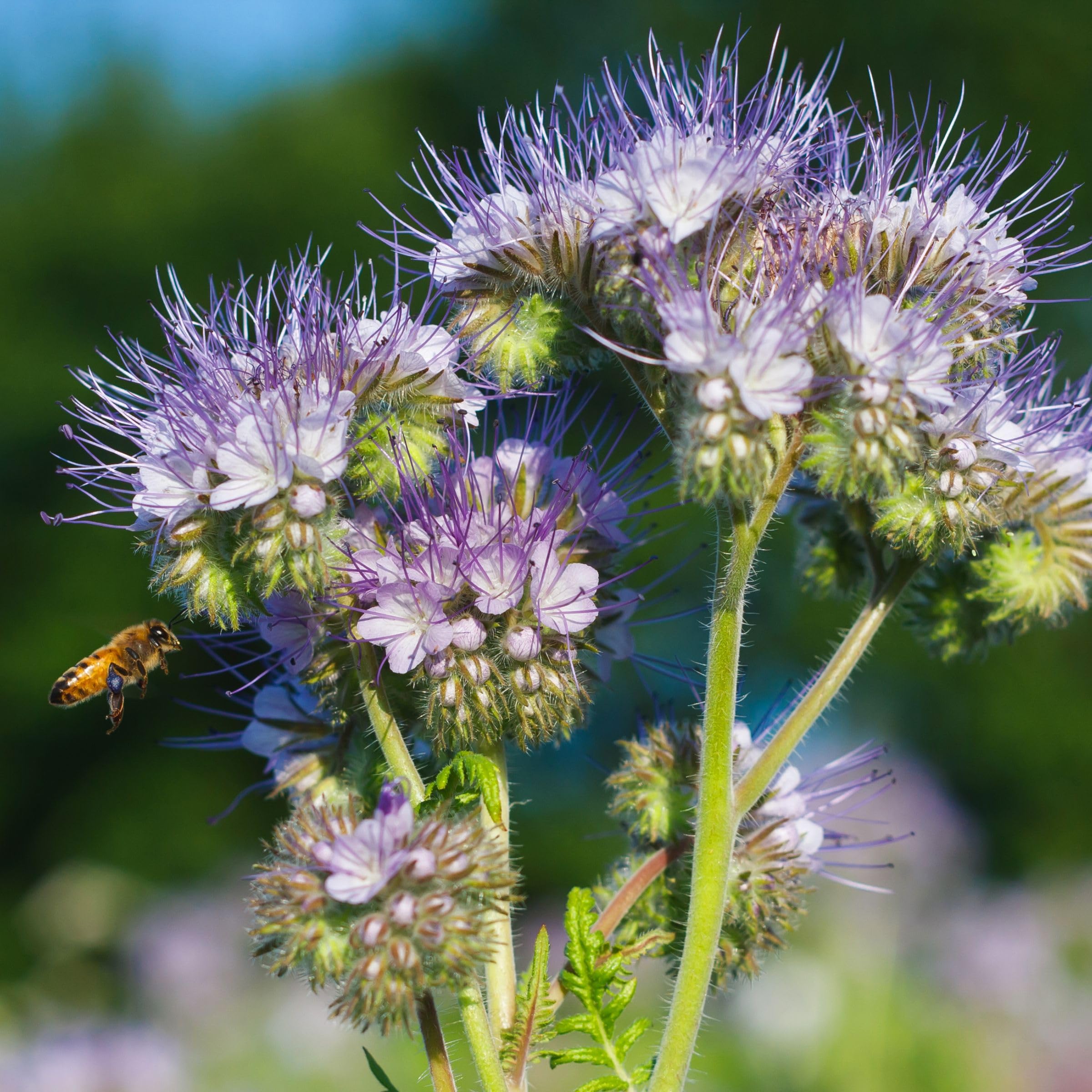 Phacelia 25 kg Gründüngung Stilllegung Zwischenfrucht Bodenverbesse Samen Bienenfreund Gründünger, Frischmantelsamen Saatgut Humusbildung Bodenverbesserung Bienenweide