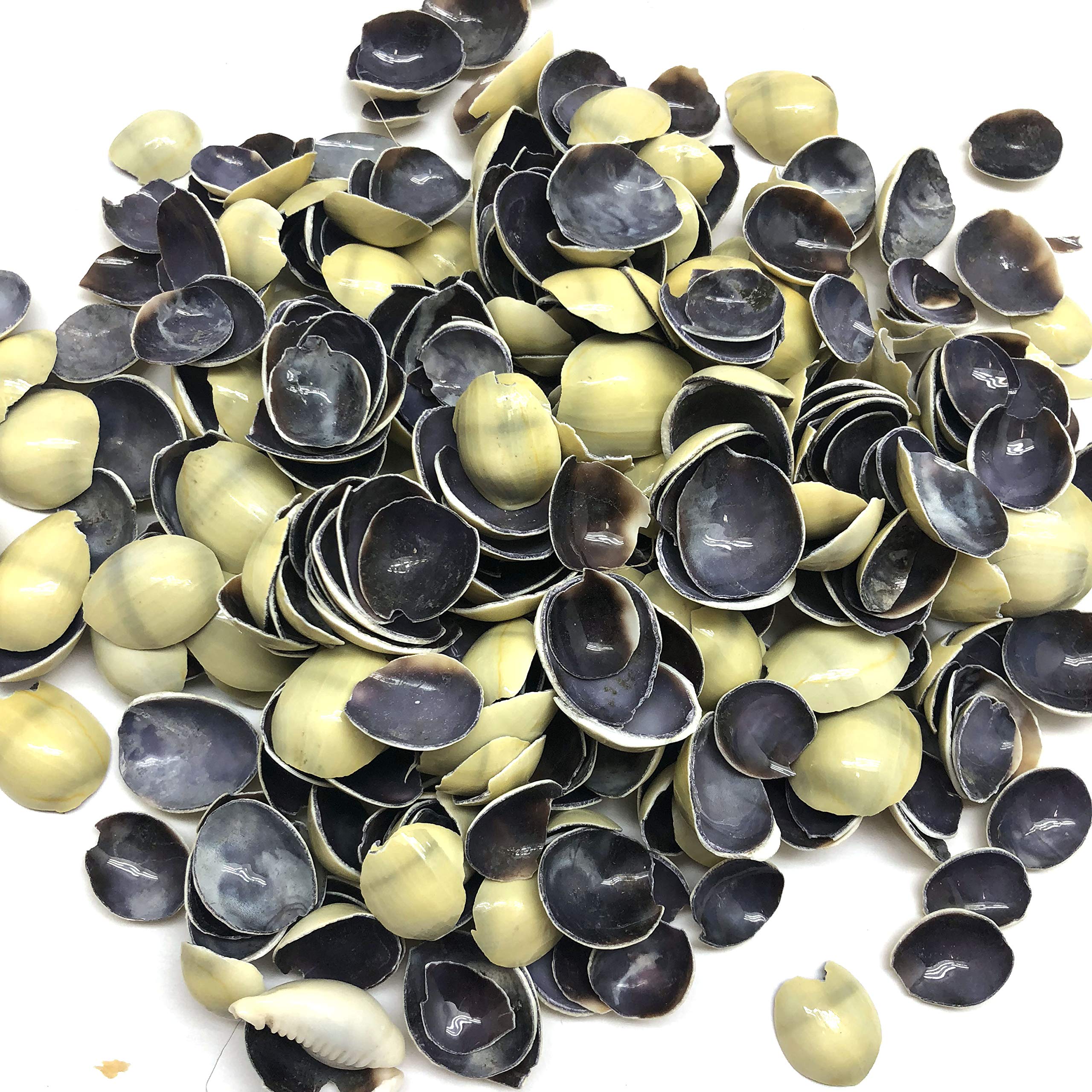 PEPPERLONELY Cut Top Pieces of Money Cowrie Sea Shells, 8 OZ Approx. 380+PC Shells, 1/4 Inch ~ 1 Inch