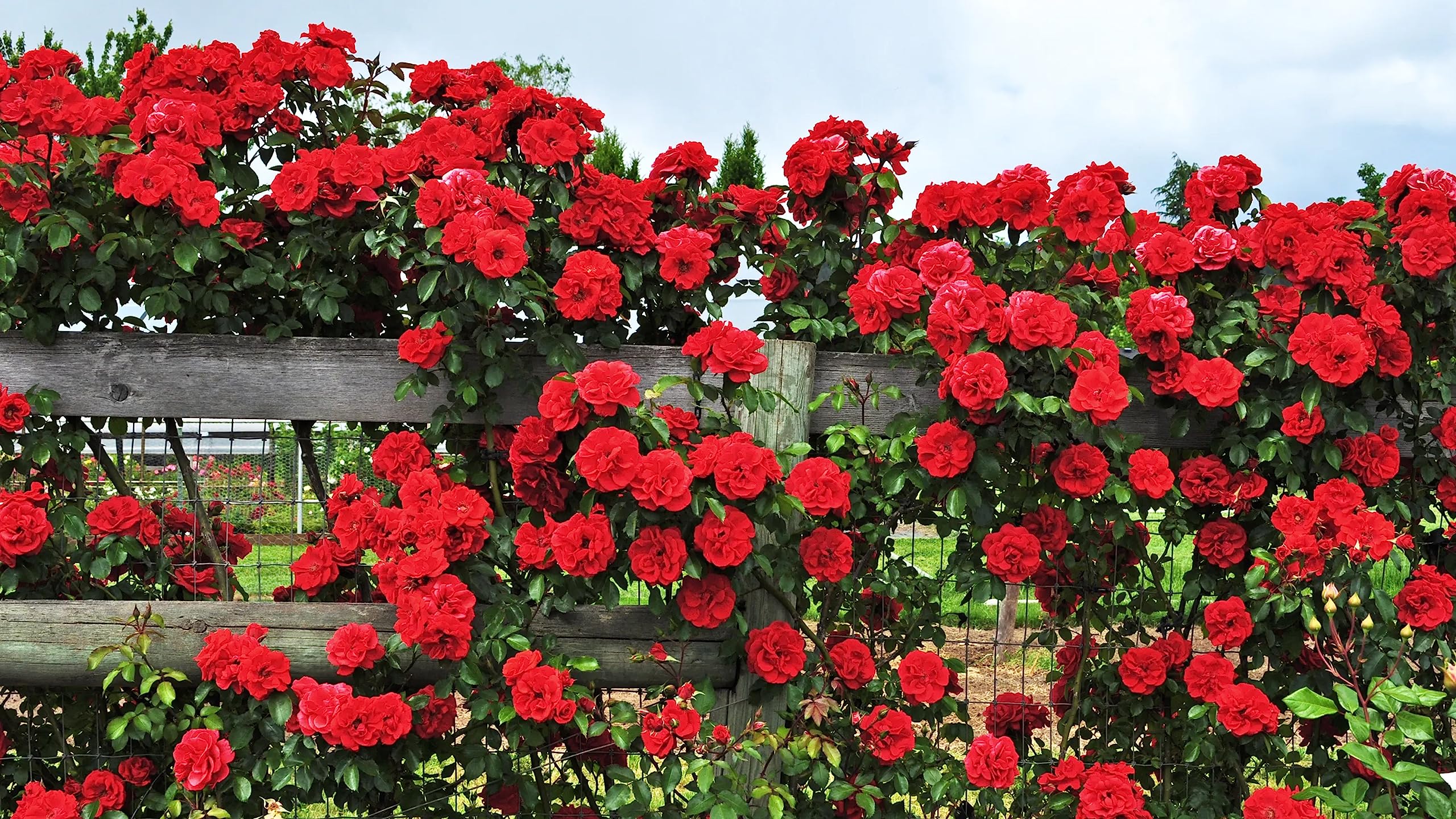 Hybrid Red Climbing Roses Flower Seeds - 35+ Seeds Pack (B0C8PVJZ36) Amazon Price History, Amazon Price Tracker