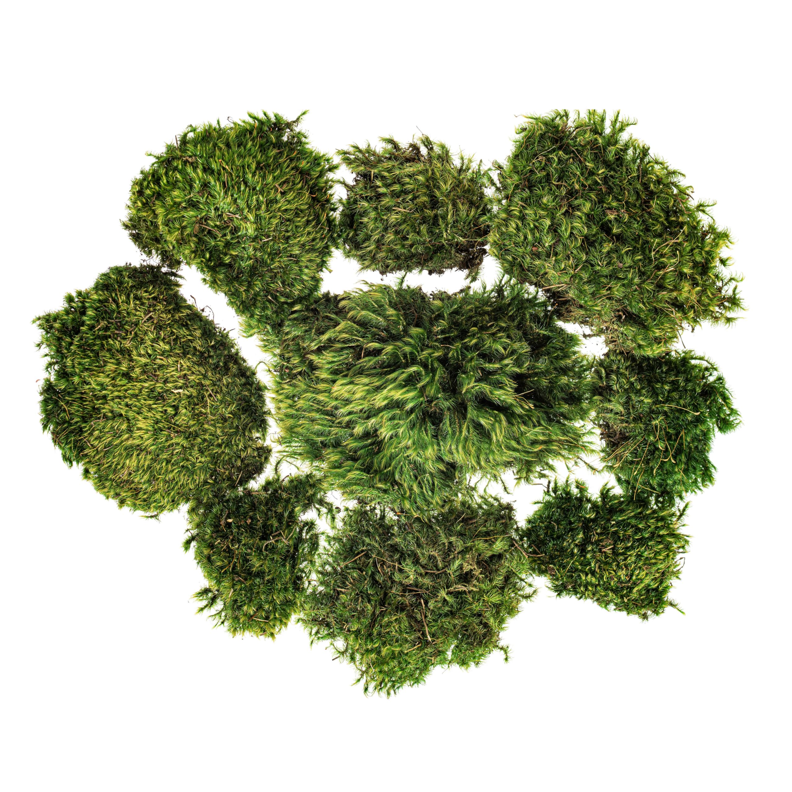 Vickerman Green Mood Moss - Artificial Moss for Decor - Rich Color and Texture - 2.7 lbs Per Case