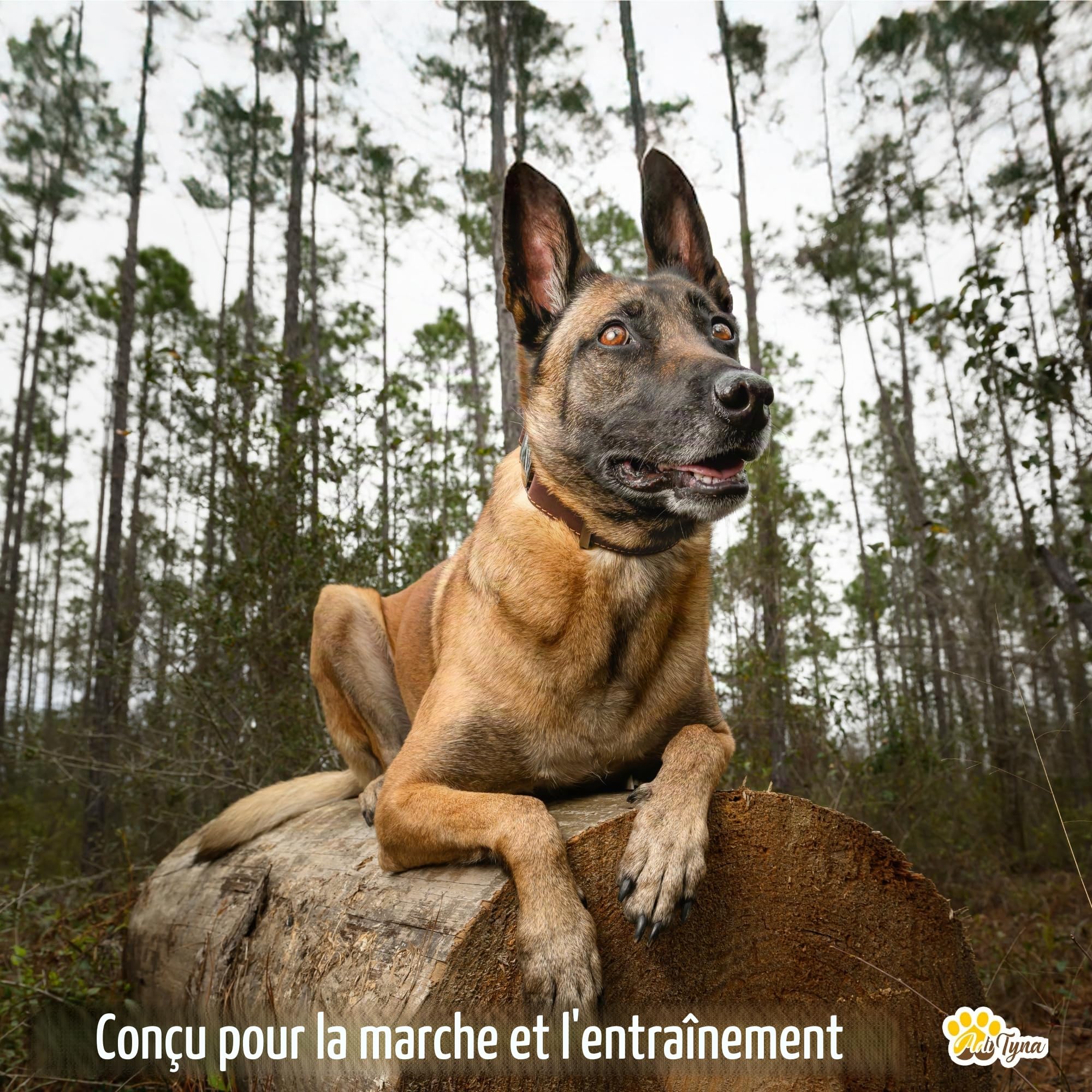 ADITYNA Collier pour chien en cuir avec boucle en métal, robuste, réglable, pour chiens de taille moyenne et grande, pour promenade, dressage, randonnée (marron, tour de cou de 38 à 53 cm)