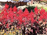 Vista 1 de TomorrowSeeds - Semillas de celosia rojo escarlata Plume - Más de 500 unidades - para plantar Celosia roja Argentea Plumosa Plumosa Cockscomb