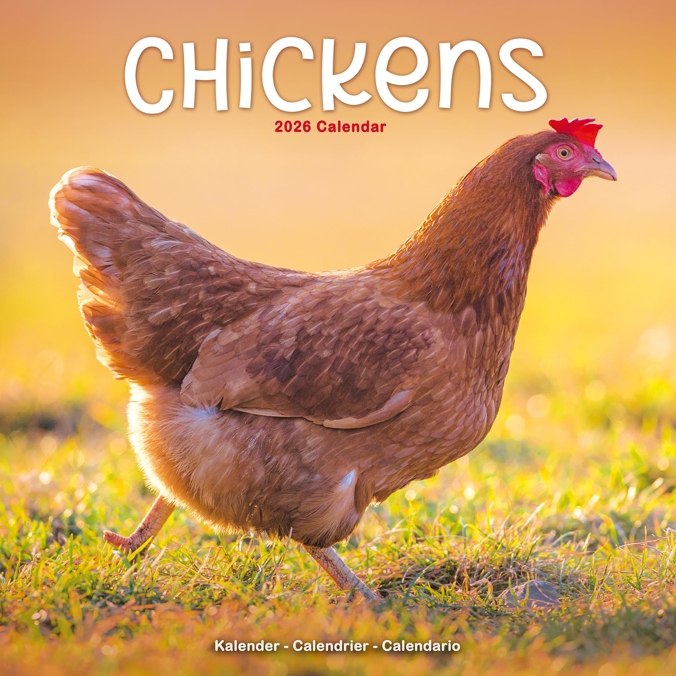 Chickens 2026 Calendar | Square Wall Calendar | Bird Gift | Plastic Free Packaging | by Avonside Publishing