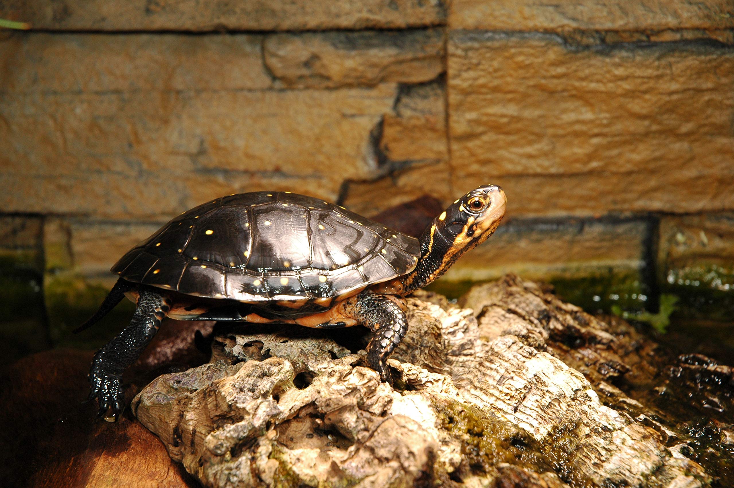 Lucky Reptile Kit de iniciación de Tortuga de Agua de 80 cm.