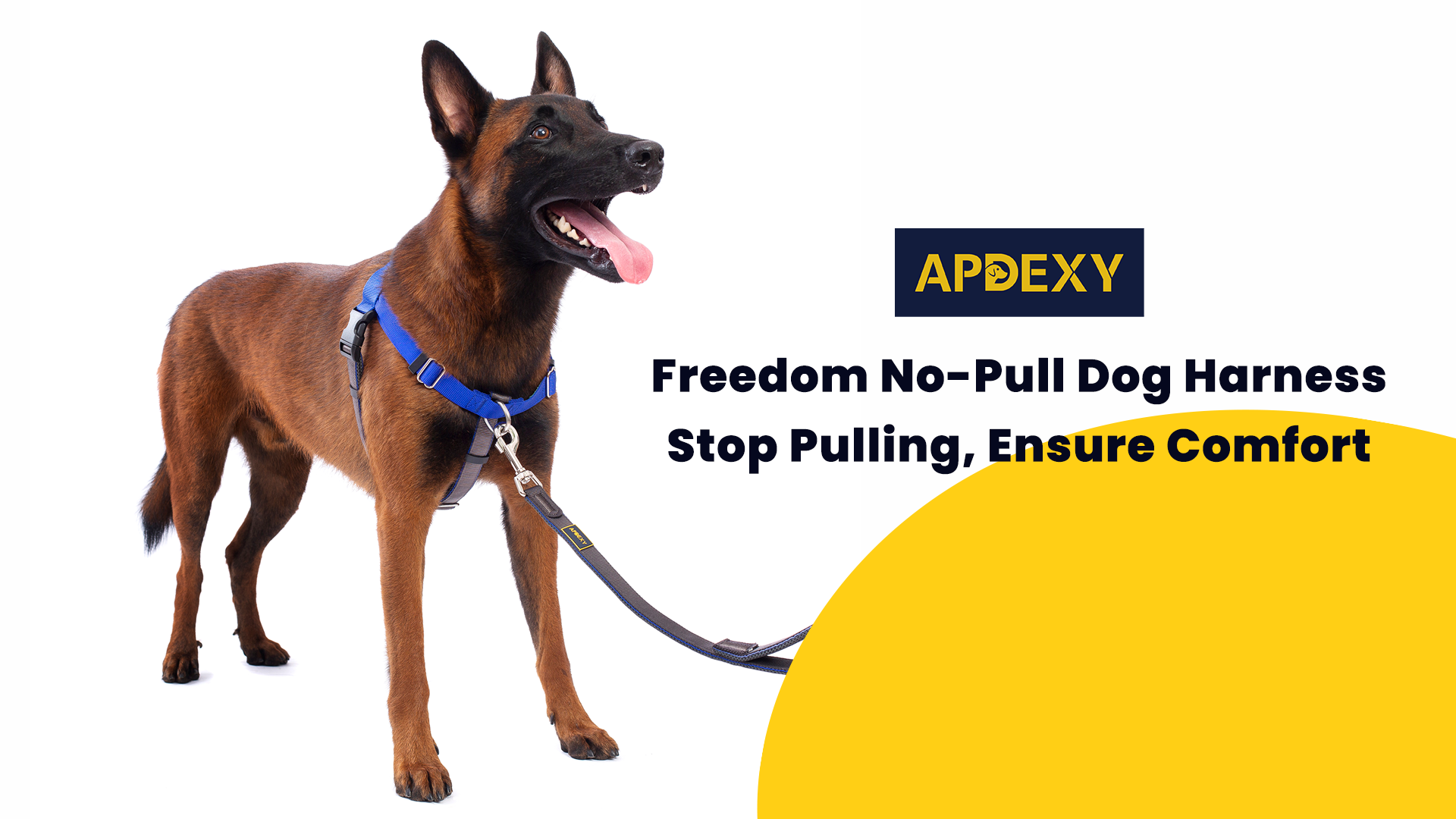 How to Use a Dog Harness: Easy Steps for Safe Walks