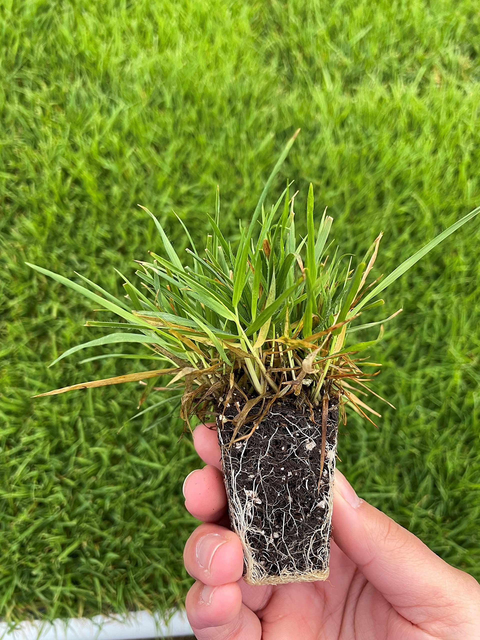 Amazon.com: Zenith Zoysia Grass Plugs : Health & Household