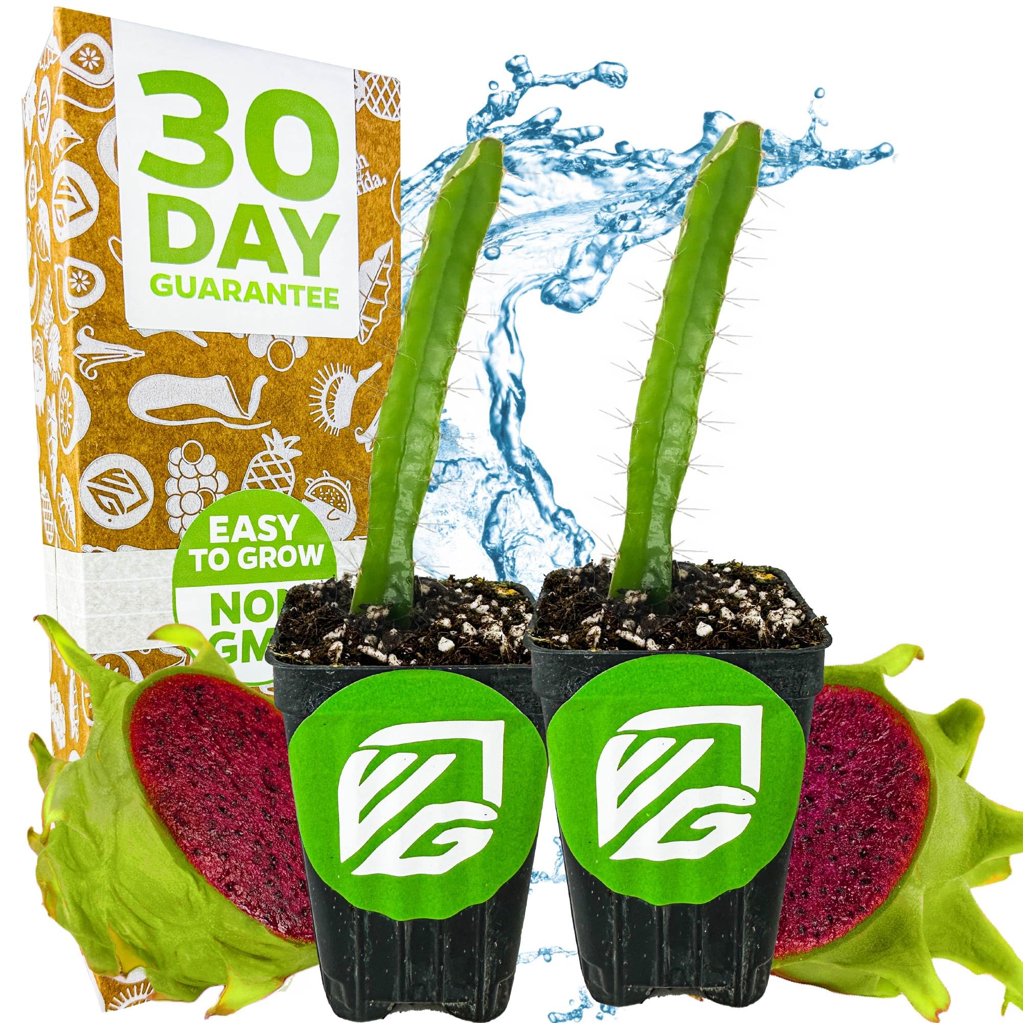 Edgar's Baby Dragon Fruit Cactus 2-Pack