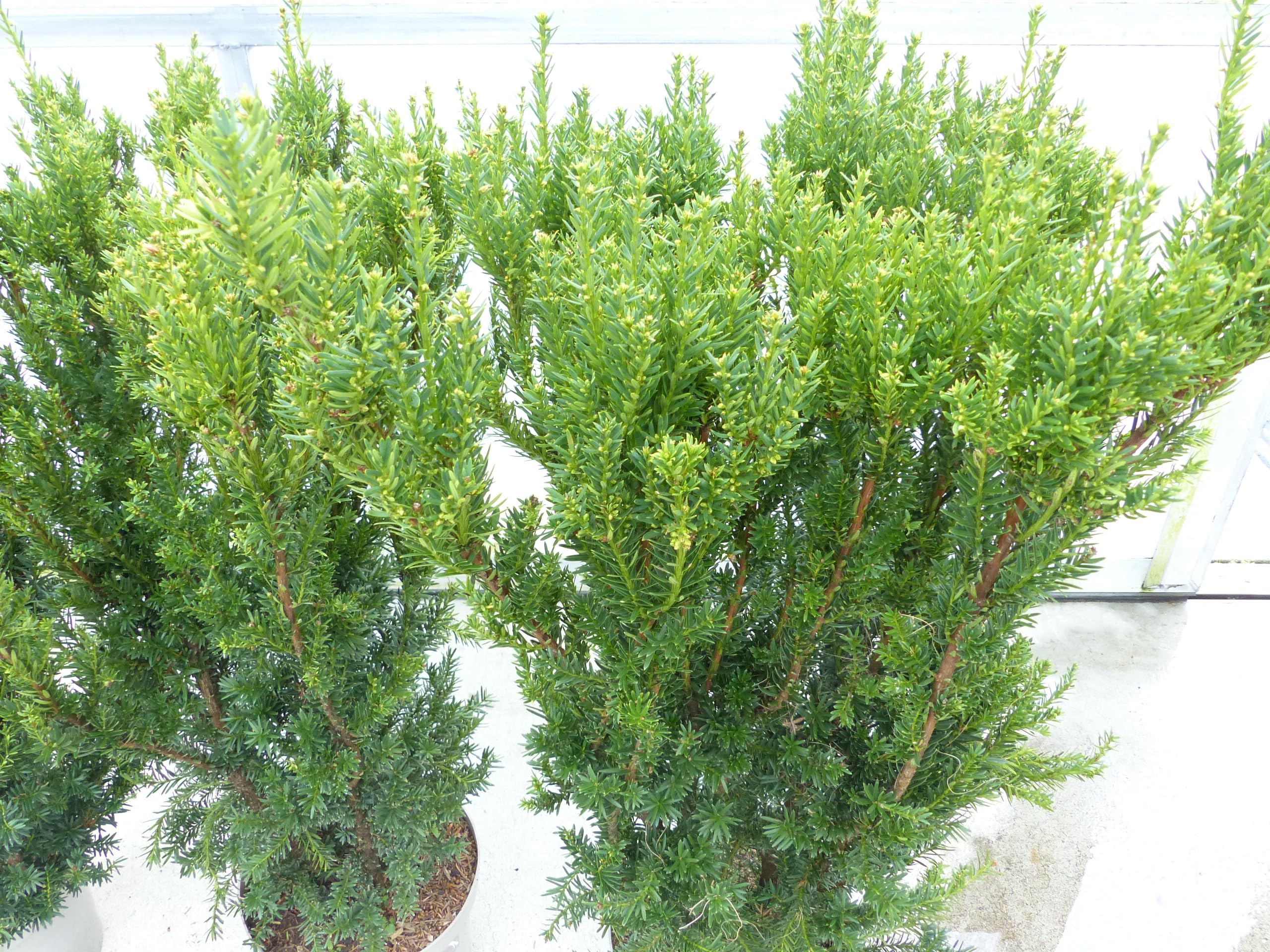 gruenwaren jakubik Taxus Baccata Eibe 150-160 cm krftiger Busch,  winterhart und robust : Amazon.de: Garten