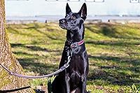 Vista 6 de 12kN (2697 lbs) Heavy Duty Carabiner Clips, for Securing Pets, Outdoor, Camping, Hiking, Hammock, Dog Leash Harness, Keychains