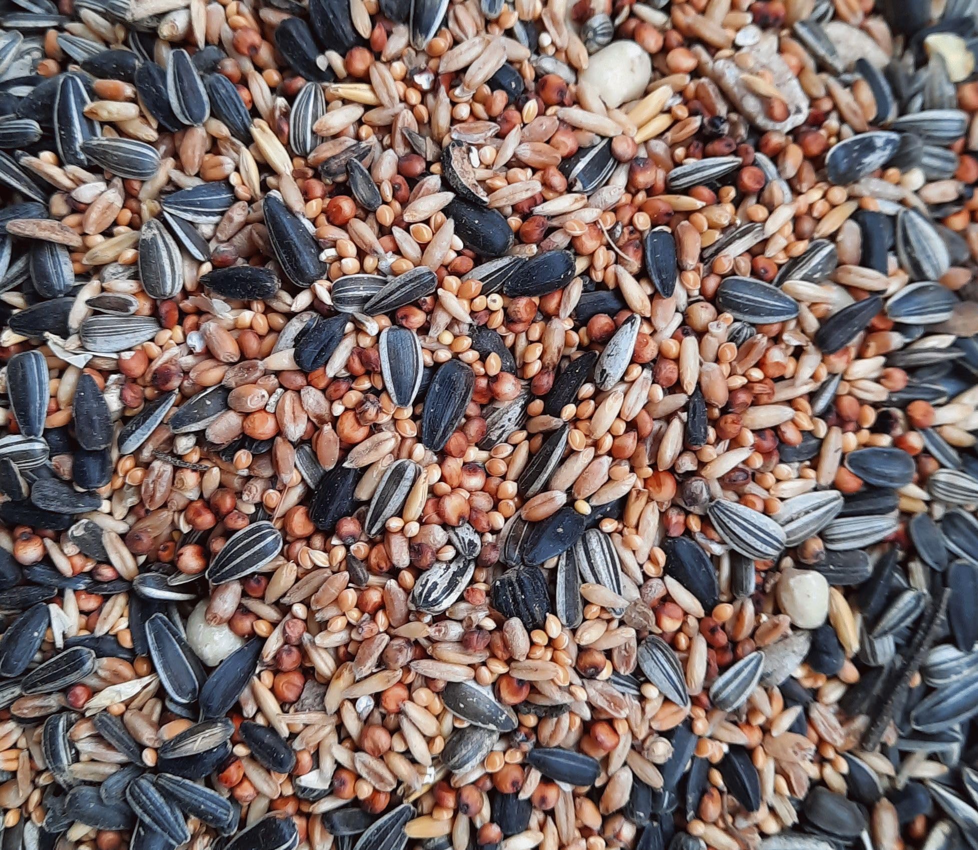 Klasebo Wildvogelfutter 25kg - Streufutter Für Alle Jahreszeiten