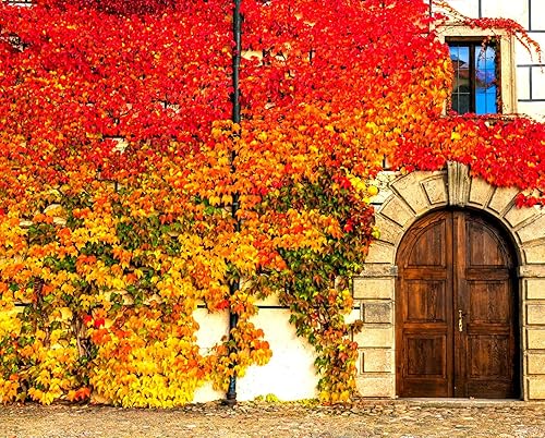 Virginia Creeper Seeds - 50+ Semillas - Parthenocissus quinquefolia