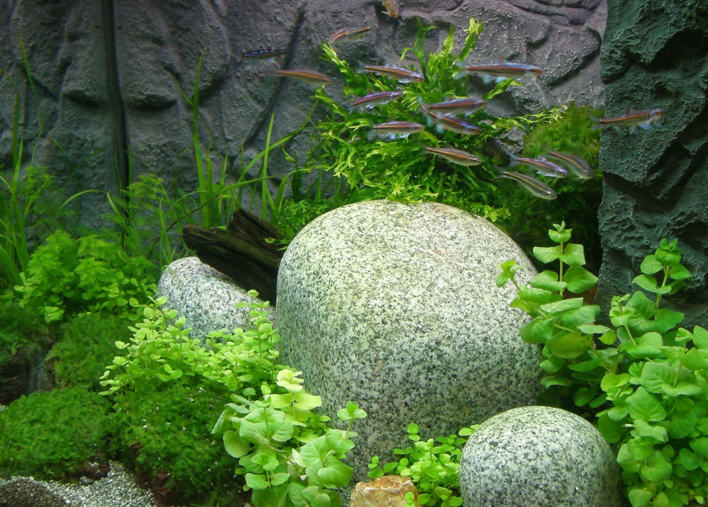 Mühlan - Wasserpflanzensortiment für Liebhaber von Salmlern, asiatisch, schnellwachsende Aquariumpflanzen inkl. Wasserpflanzendünger