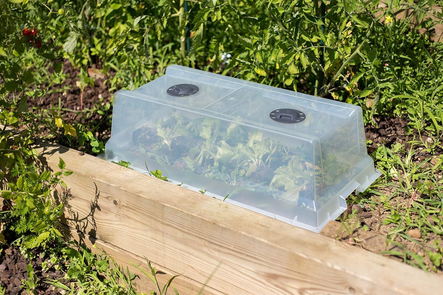 EDA - Grow Greenhouse Compatible with Veg&Table City Vegetable Garden - Double Ventilation - UV Filtering - Ground Mounting Possible - Transparent