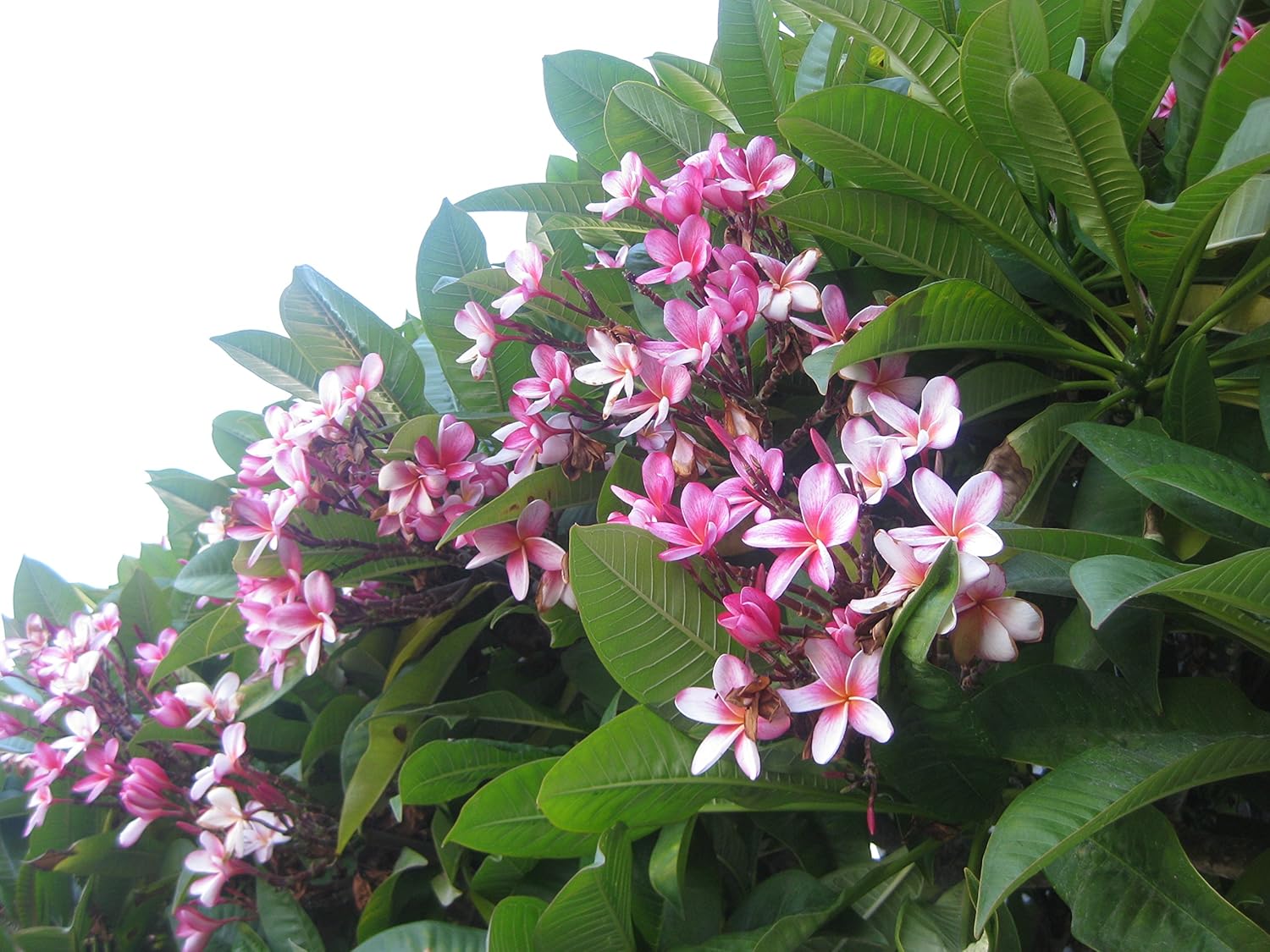 4 PK Hawaiian Pink Plumeria Frangipani Plant Cuttings Approx. 10 Inches each ~ Discount HawaiianGifts