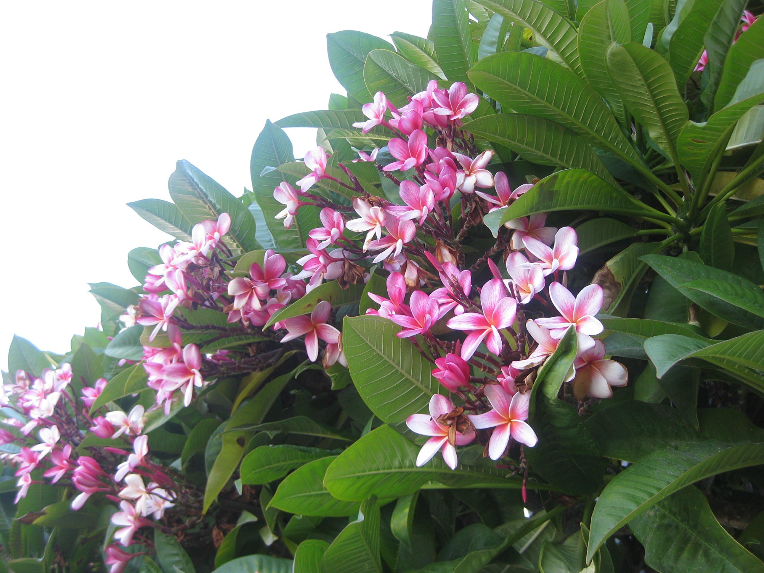 Hawaiian Pink Plumeria Plant Cuttings (Pack of 12) Grow Hawaii