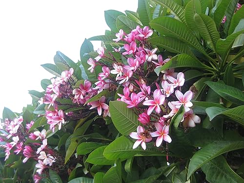 Miniatura 2 de Planta de interior rosa tropical hawaiana Plumeria Slip P9