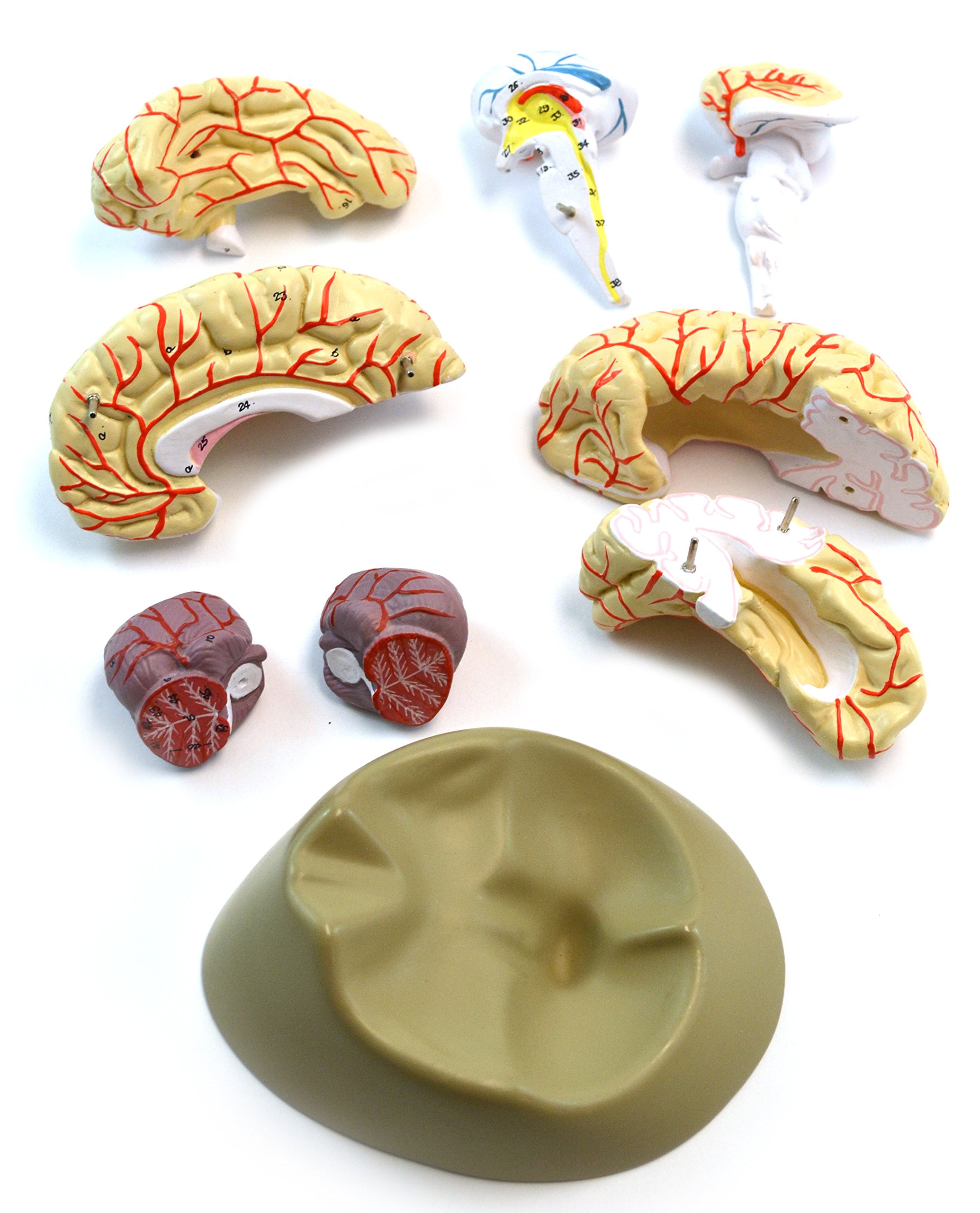 Skull Anatomy Model EVOTECH SCIENTIFIC Brain Artery Model - Life Size ...