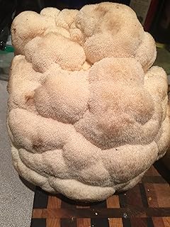 Lion's Mane Dowel Spawn 100 Count