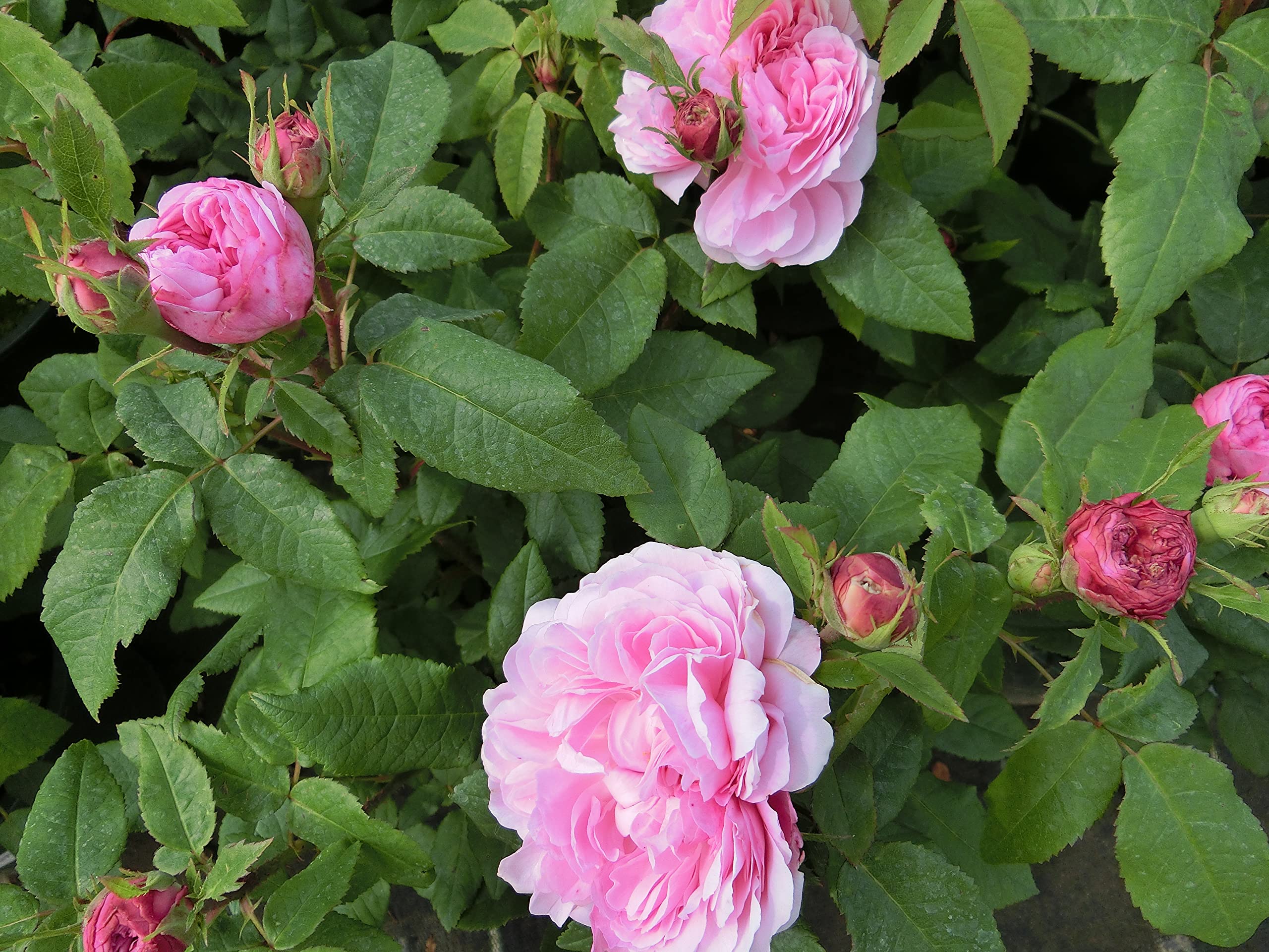 Garten-Schlüter Historische Rose 'Jacques Cartier'
