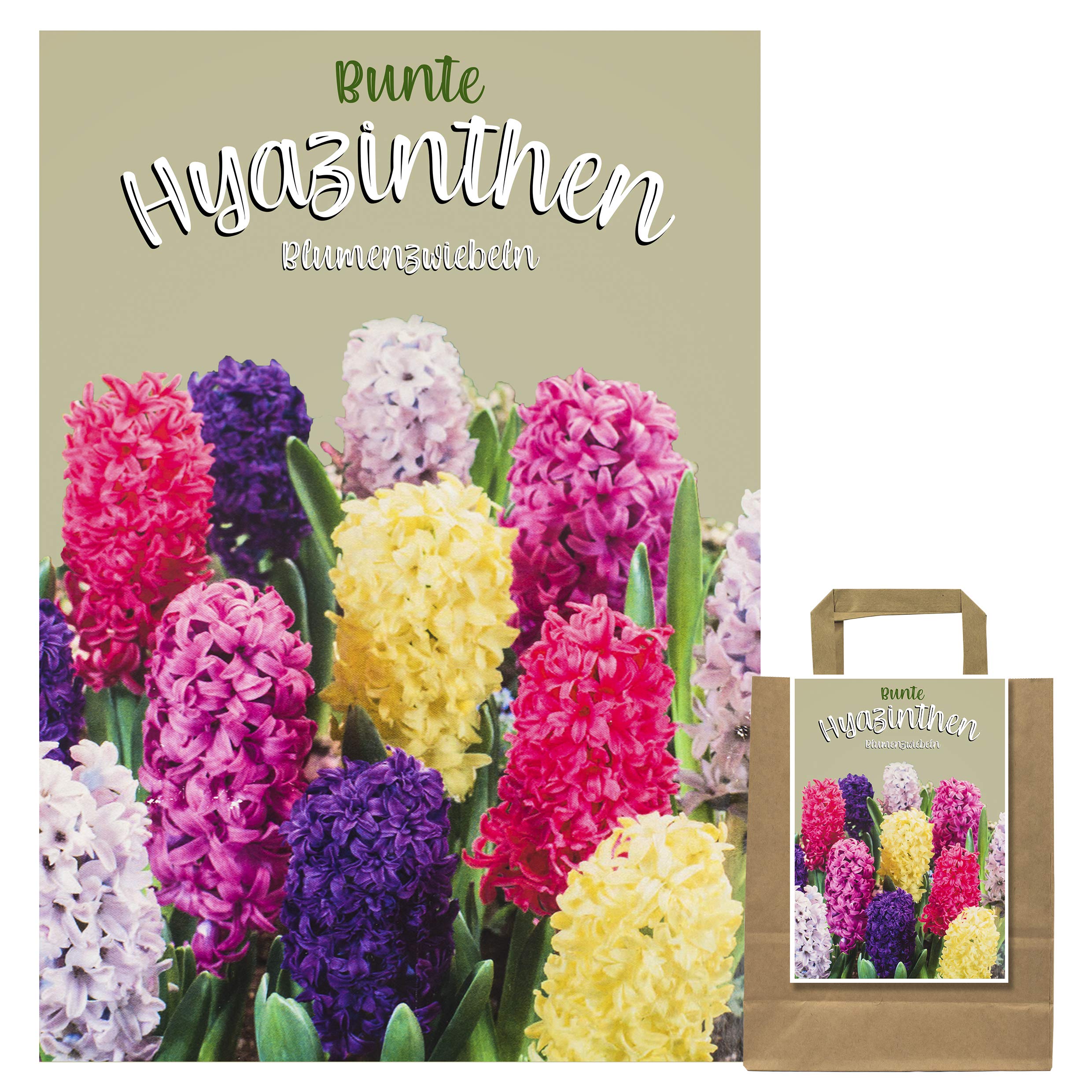 50 Bulbes De Jacinthes Mélange Coloré - Taille XXL 16/17 Cm, Parfumées, Floraison Printemps, Pour Jardins, Pots, Bordures - 3