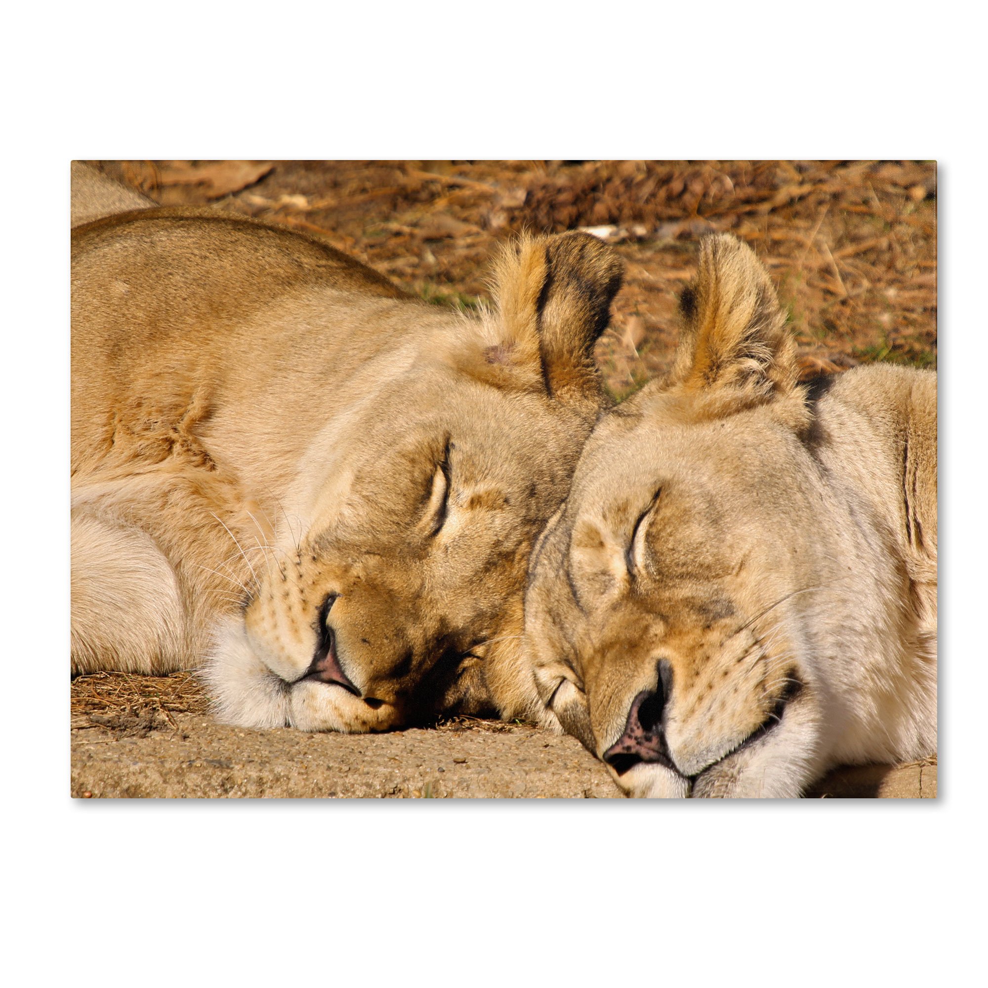 National Zoo-Lions by CATeyes, 16 by 24-Inch Canvas Wall Art