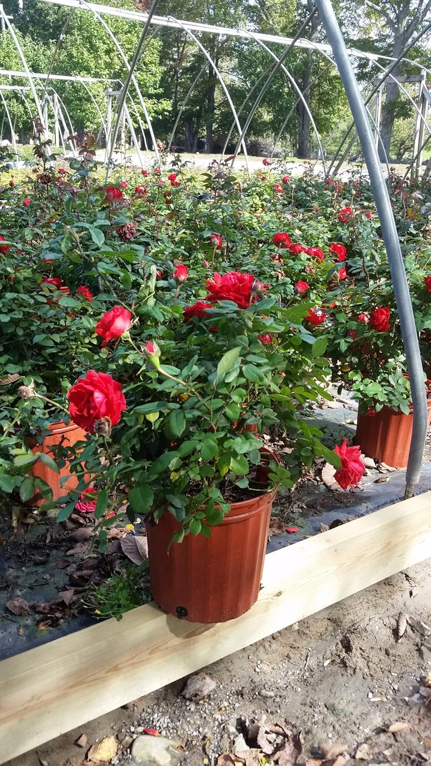 Rosa True Passion (Shrub Rose, 2-Size Container, Orange/red Flowers